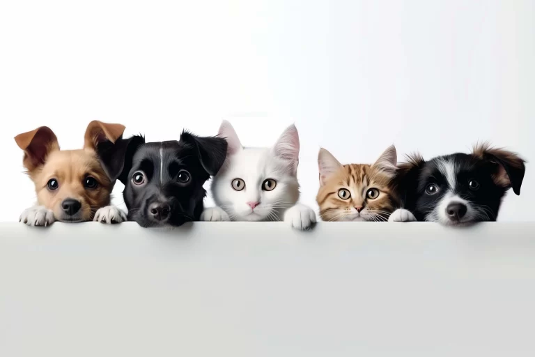 dogs-cats-white